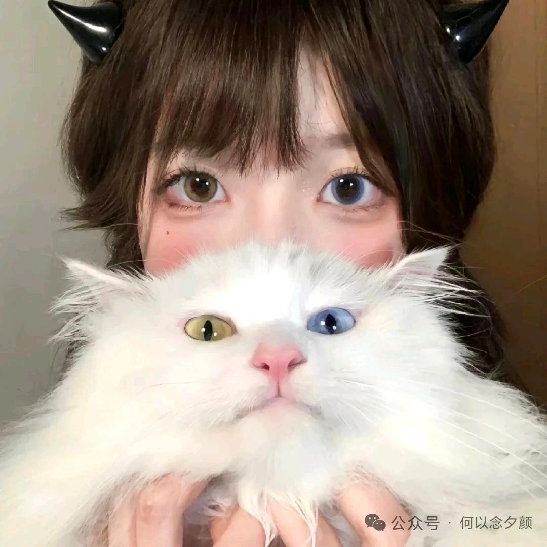 郁金香🌷