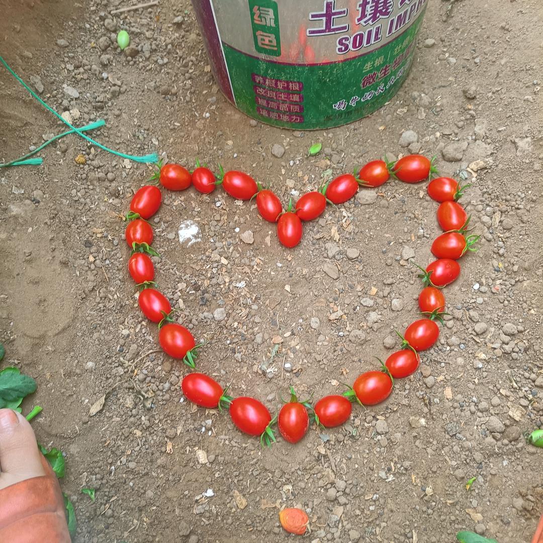博陆山草莓西红柿釜山88