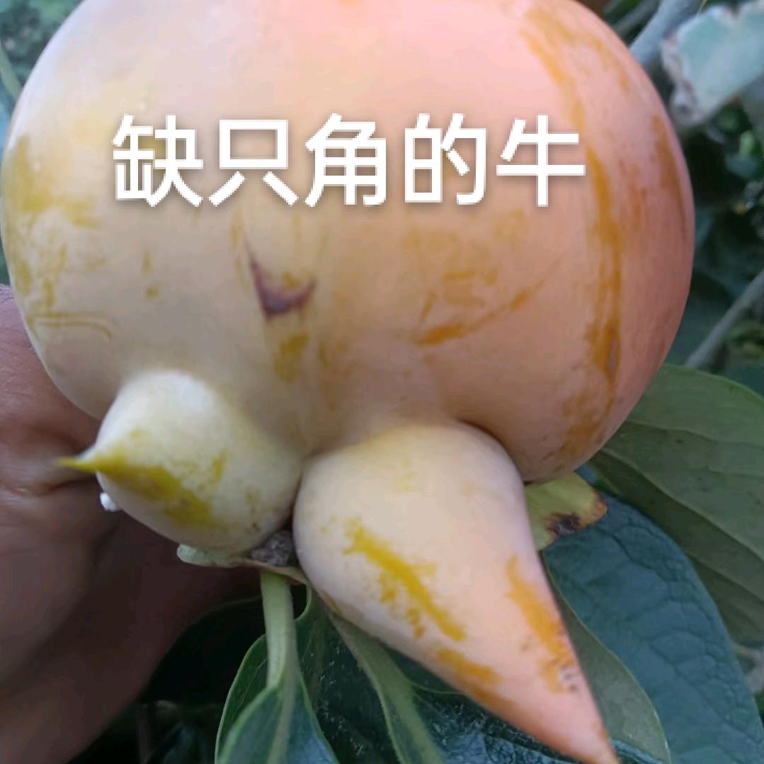 欭惗