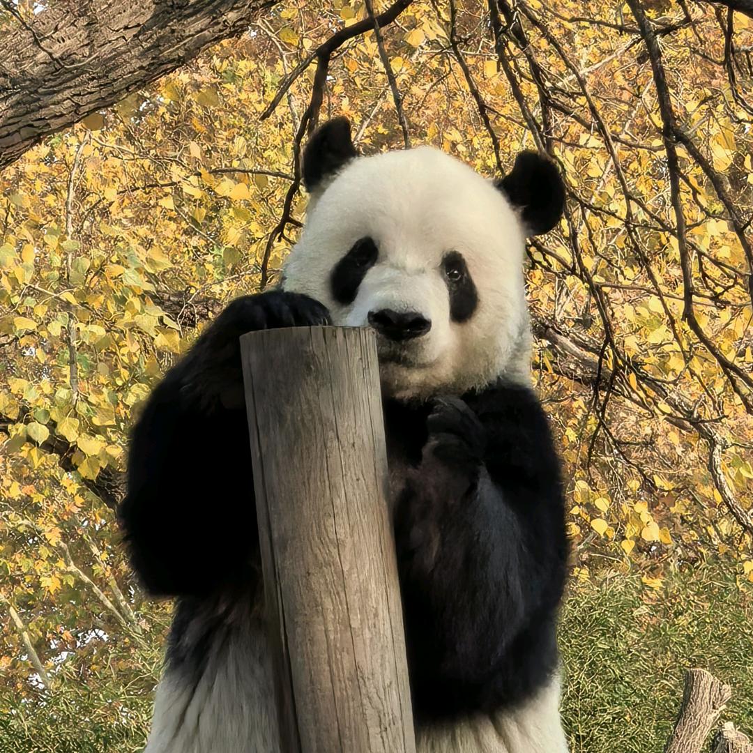 茵缇萨尔