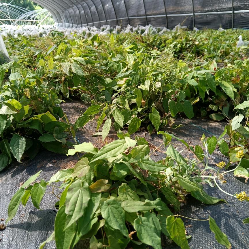 四川淫羊藿种植基地
