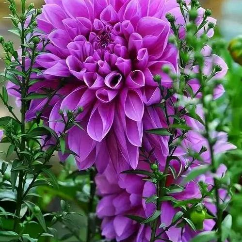 花桥流水