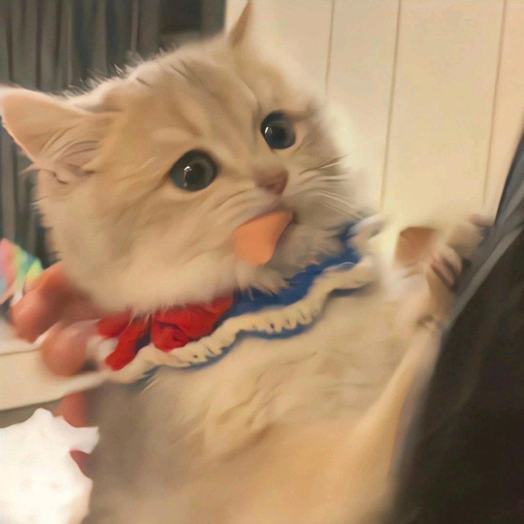 姜佳彤宠物