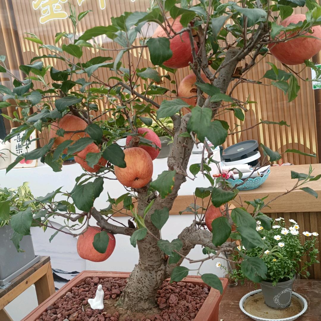 金艳（好物分享）