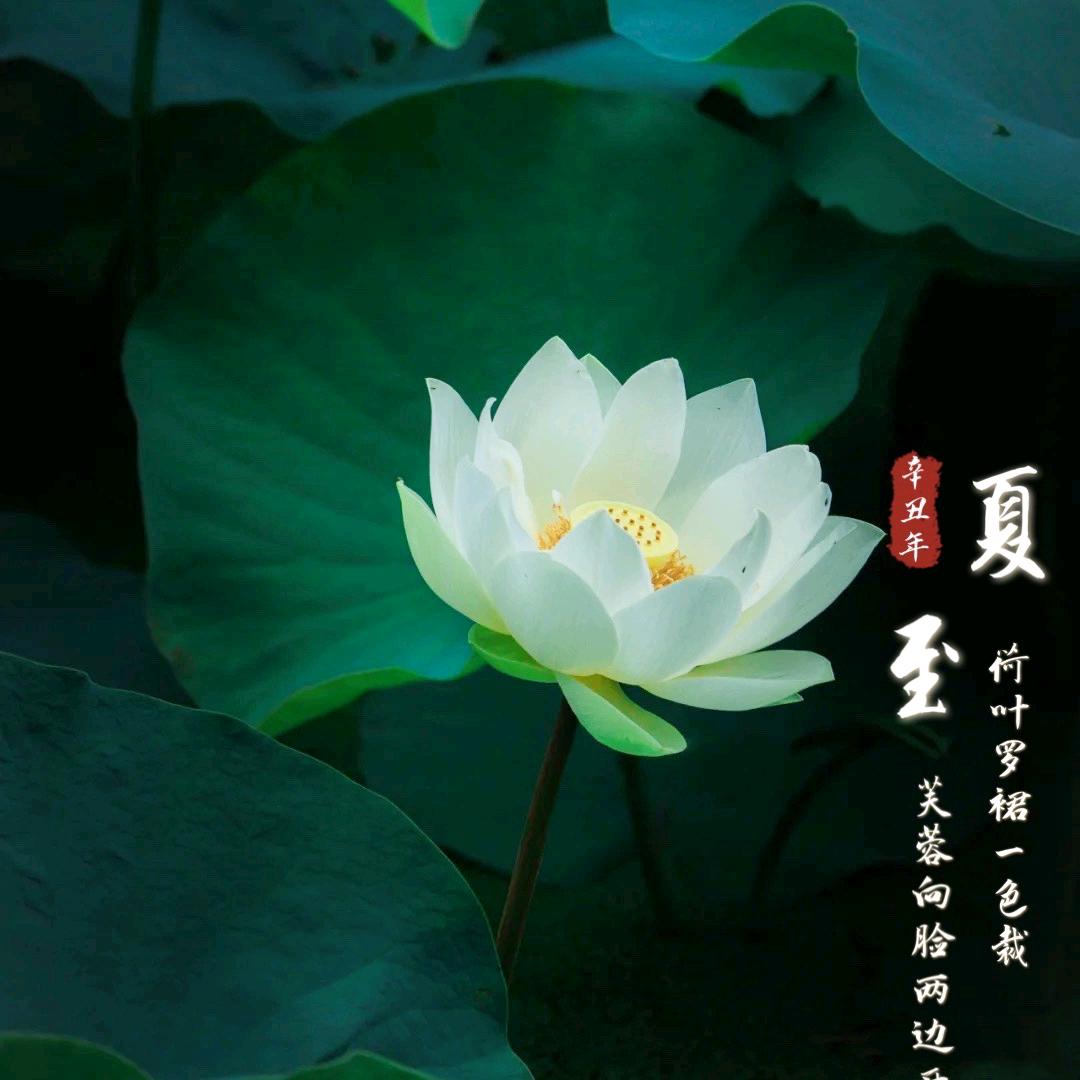 华龙好物