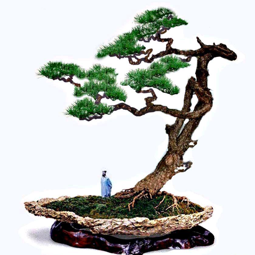 俊仔盆景素材