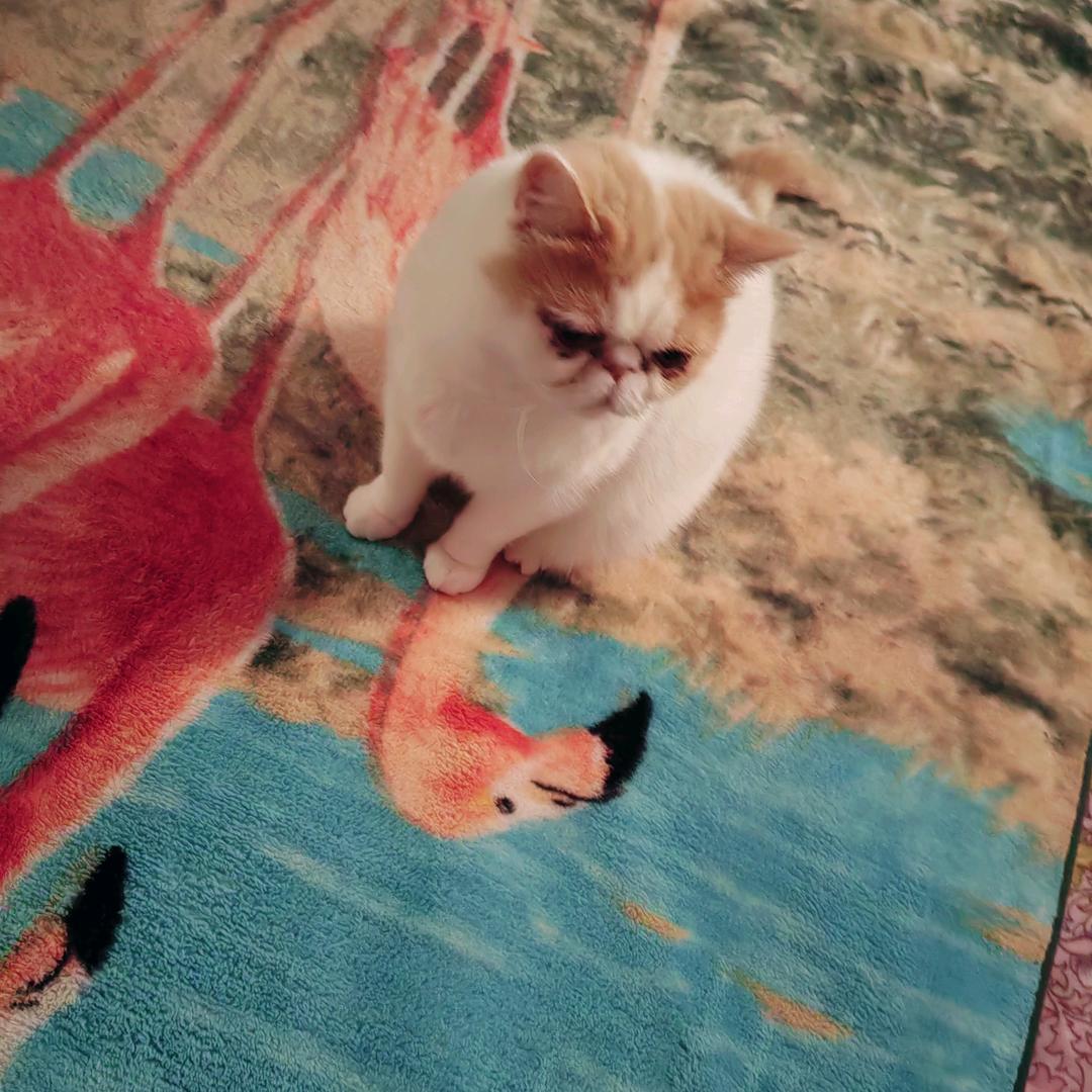 😸阿佳莎😸