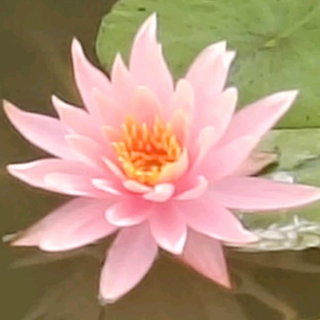 阳光华姐
