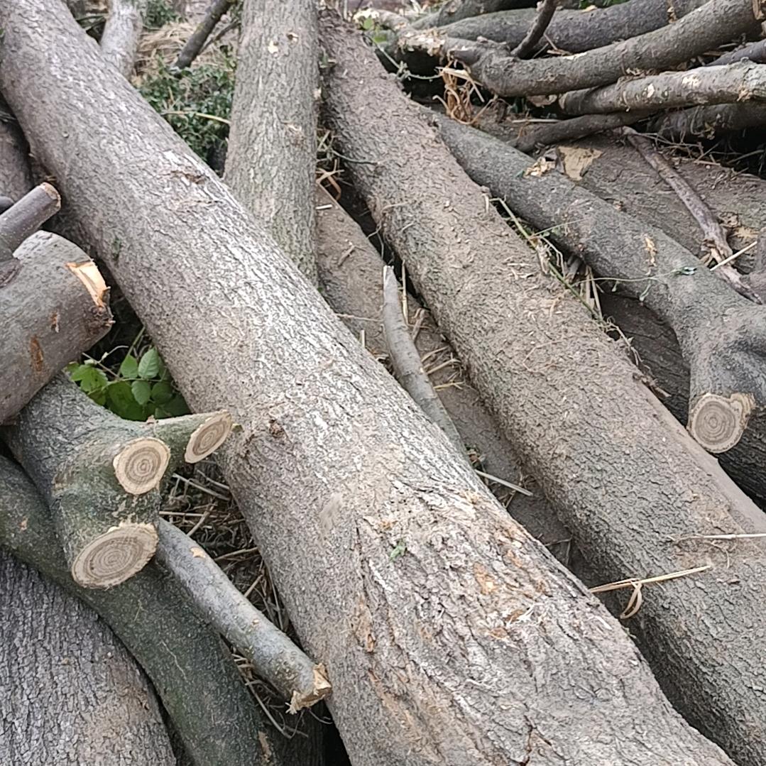 大量收购树枝树根木板