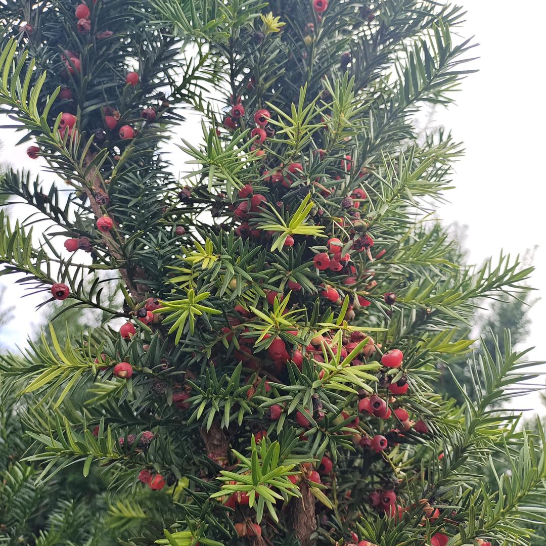 曼地亚红豆杉