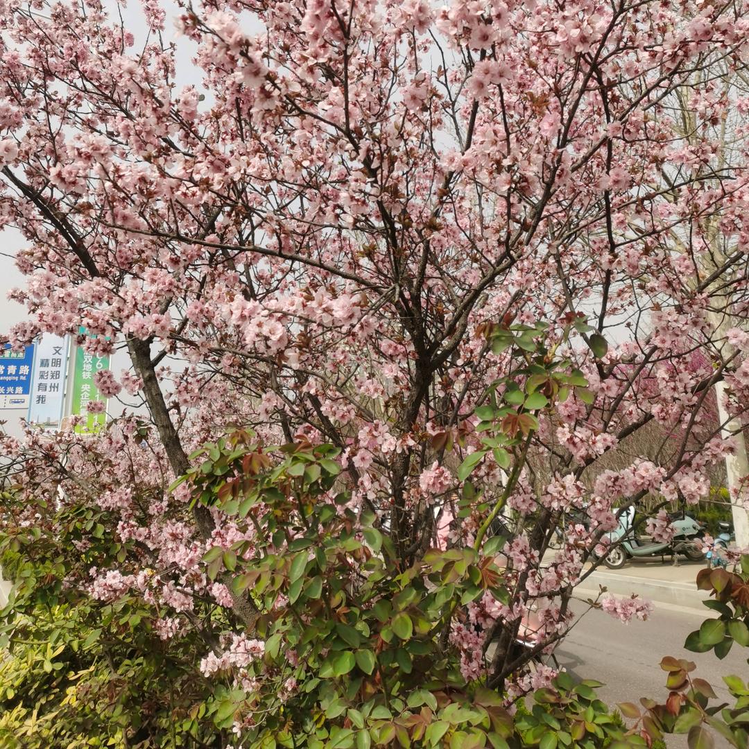 炫丽多彩