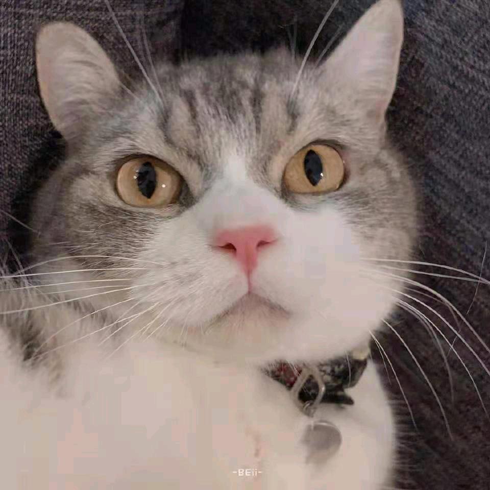 猫妮
