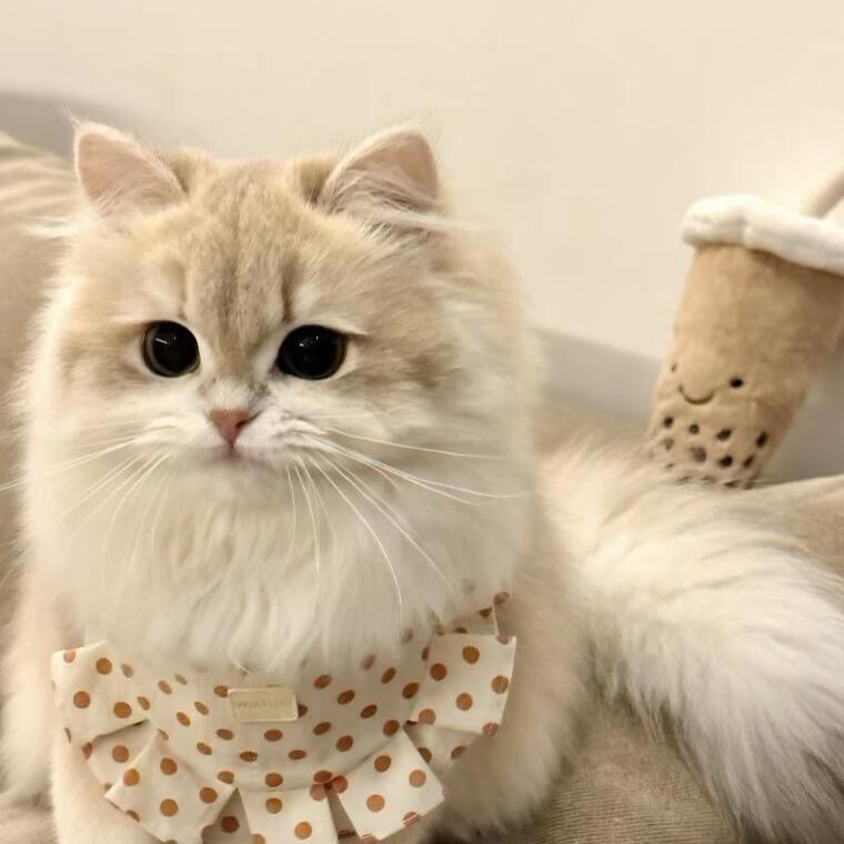 🐯