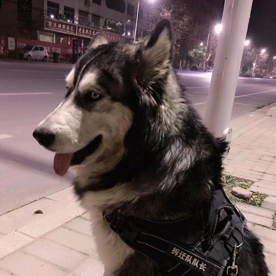 可乐是个阿拉哈