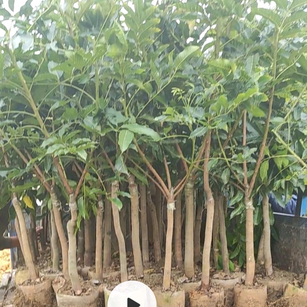移花接木1