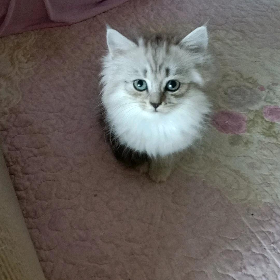 (ง 淡(இ然٩(๑´