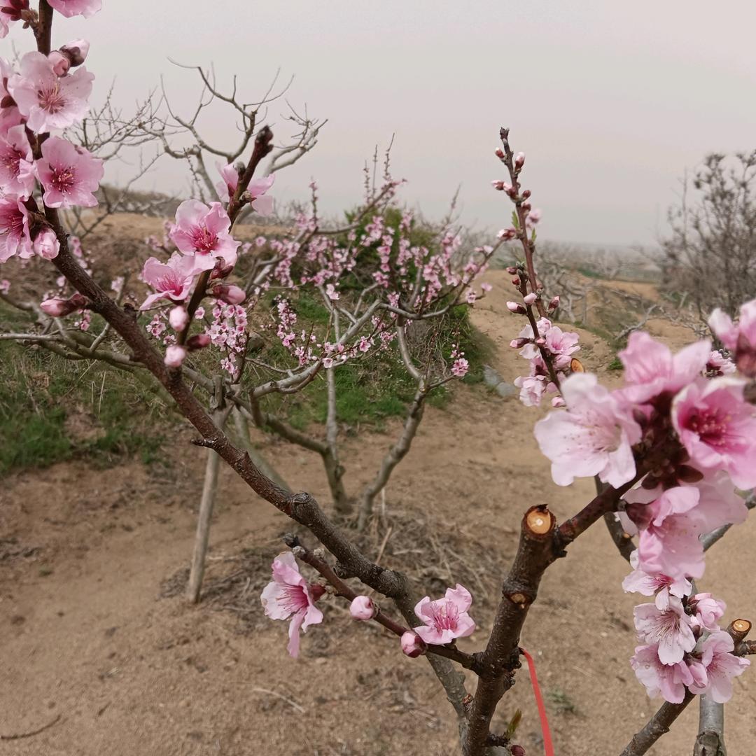 十里桃花520