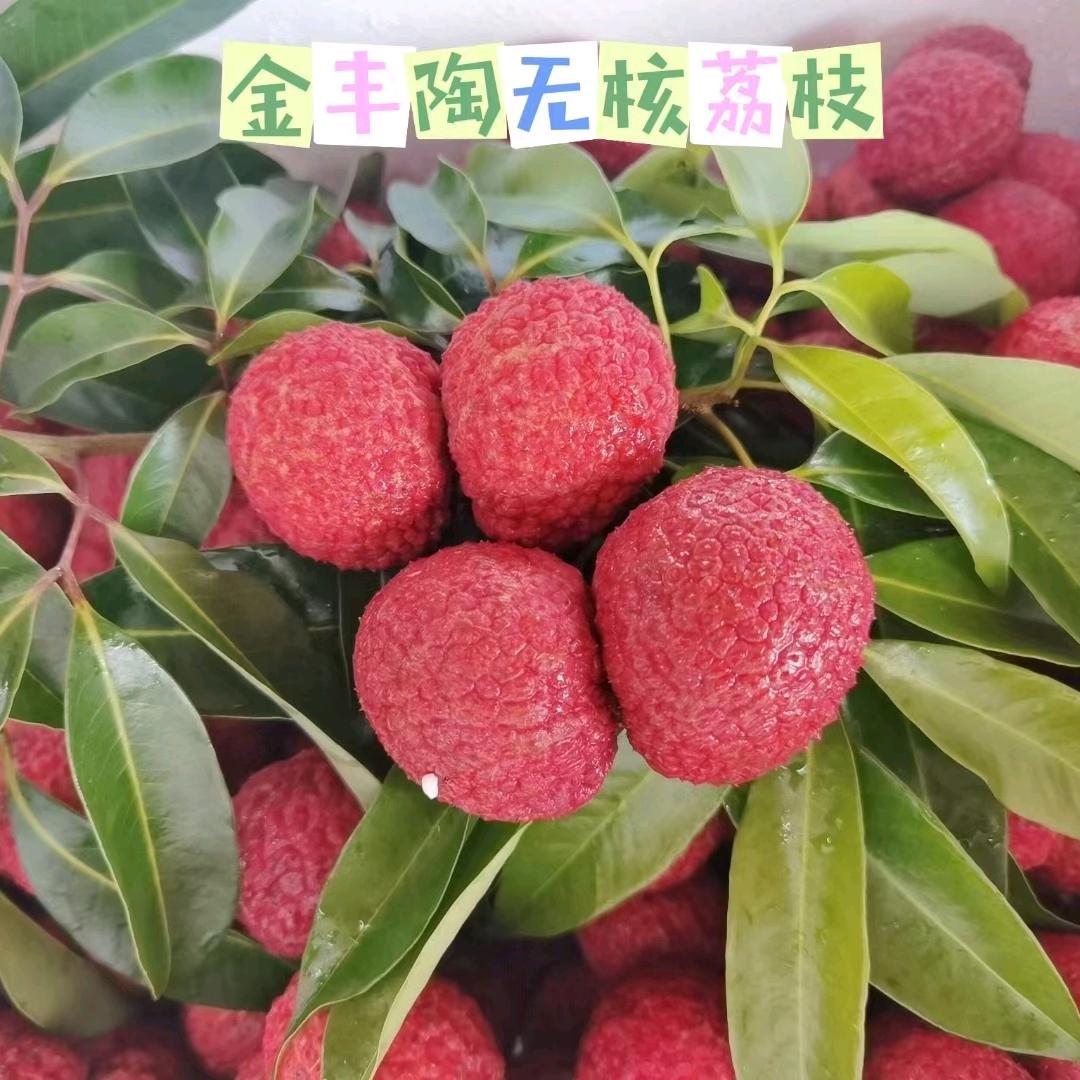 海南金丰陶无核