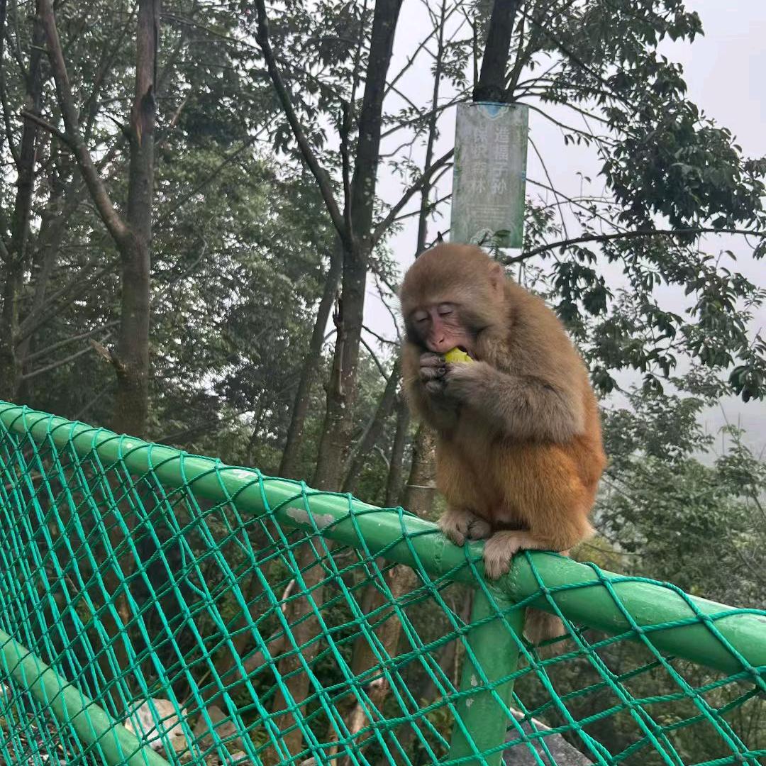 爱唱歌
