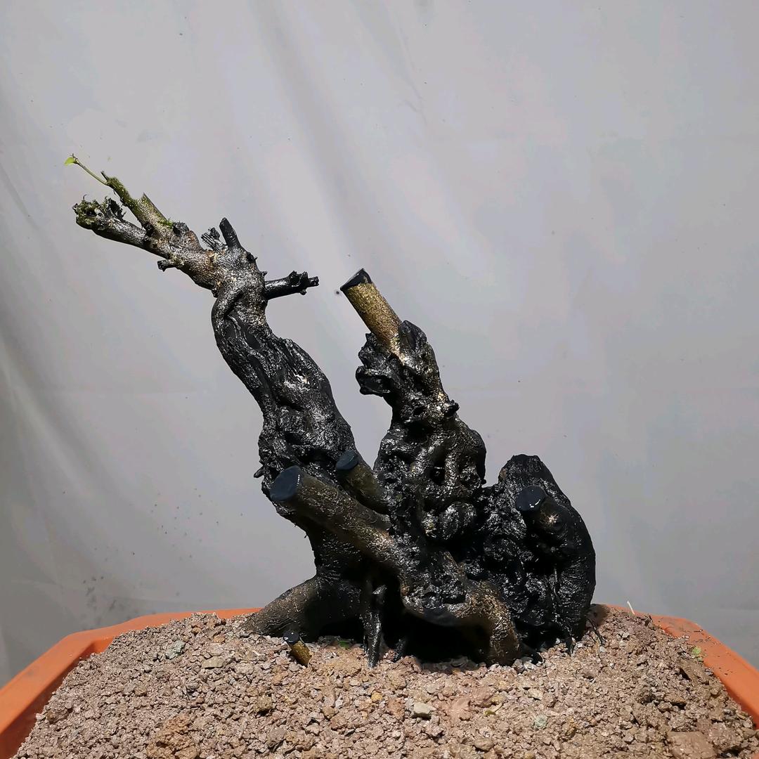 小童小帅盆景