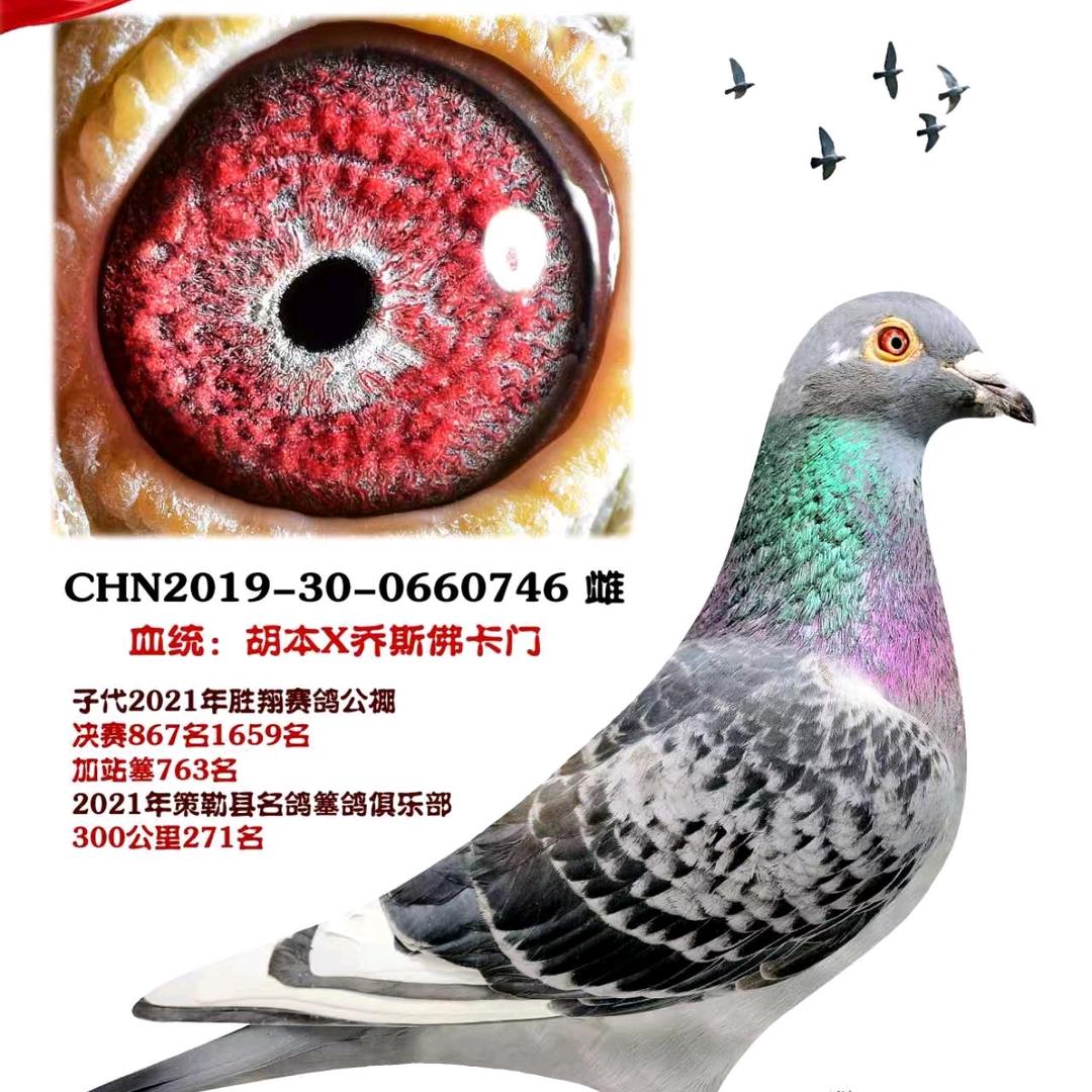 和田艾哥