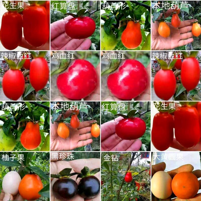 珙县珙泉镇石加桩园艺经营部