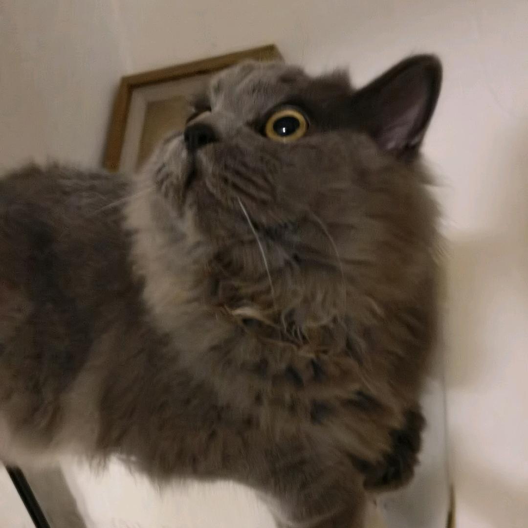 🐱奶糖豆包是只猫