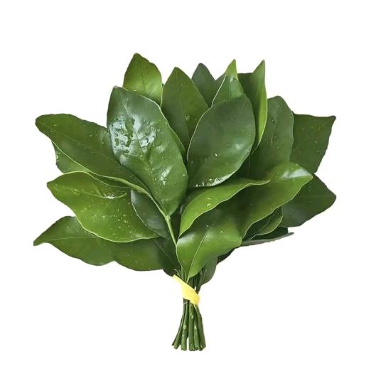 阿 珊