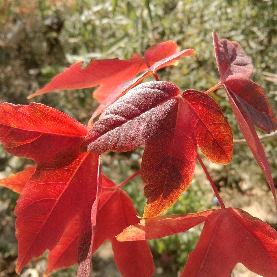 心若晴空(◍•ᴗ•◍)❤