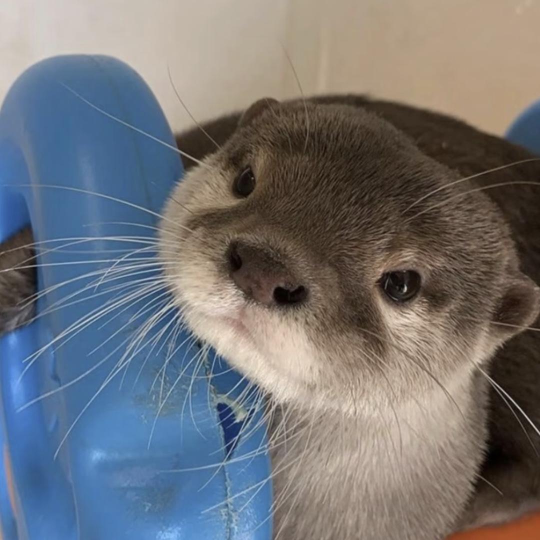 钟爱短发眼镜妹