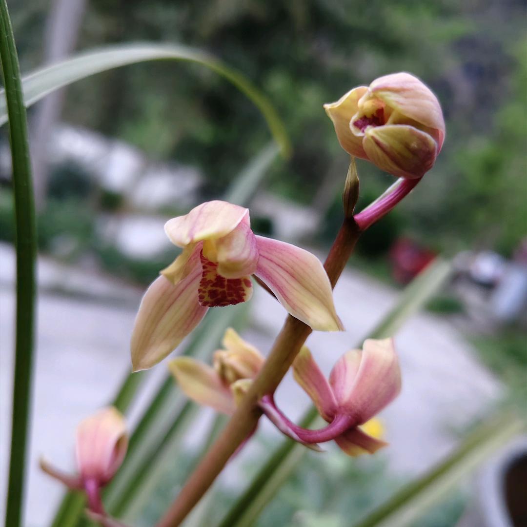 蜀光兰苑兰宝宝