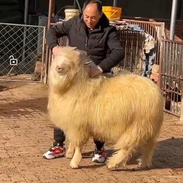 辽宁绒山羊（盖州新达）