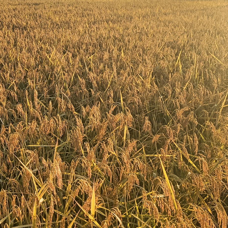 米香掌柜