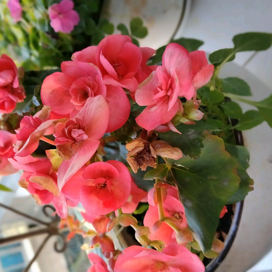 桂芝