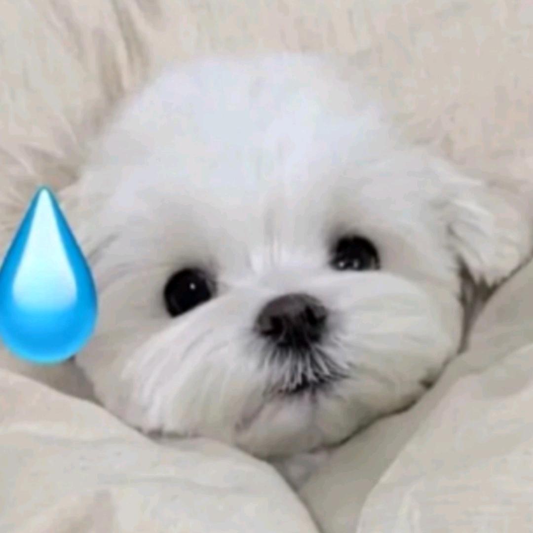 vov