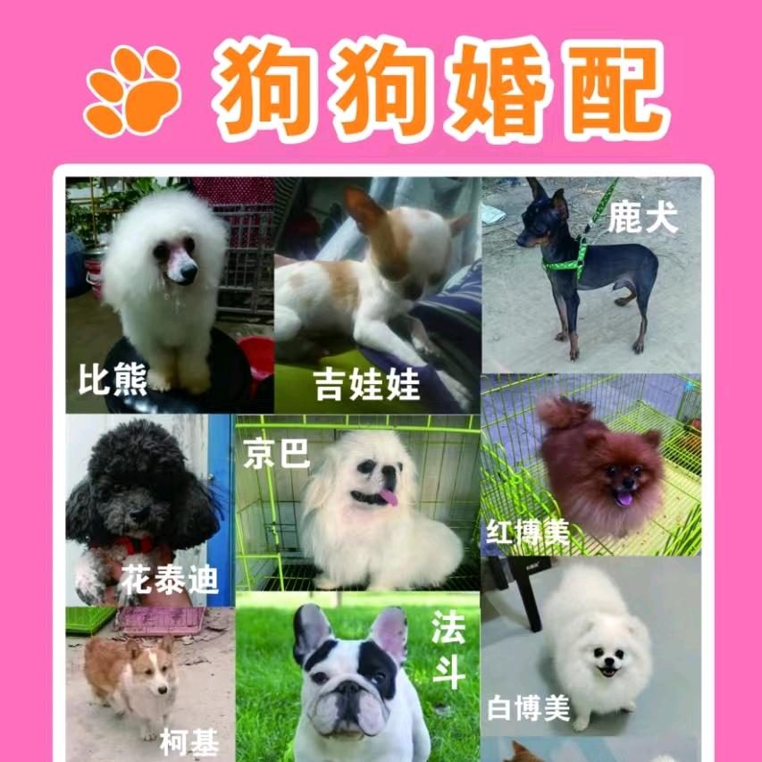 宠物犬繁殖基地