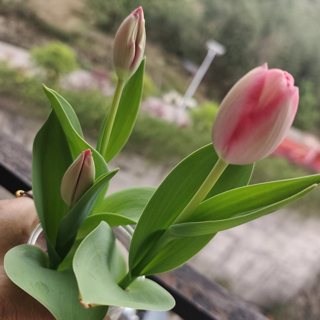 憨憨妹