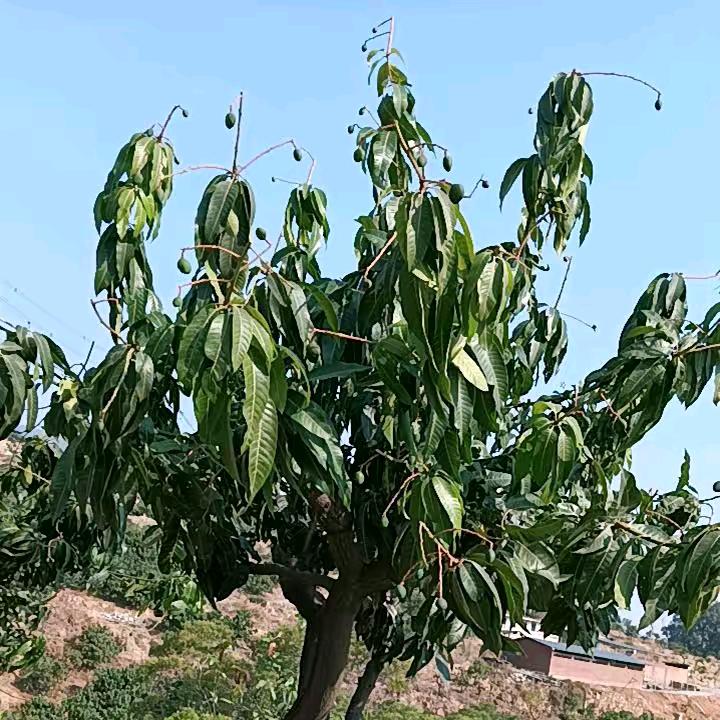 嗨，我又来了。