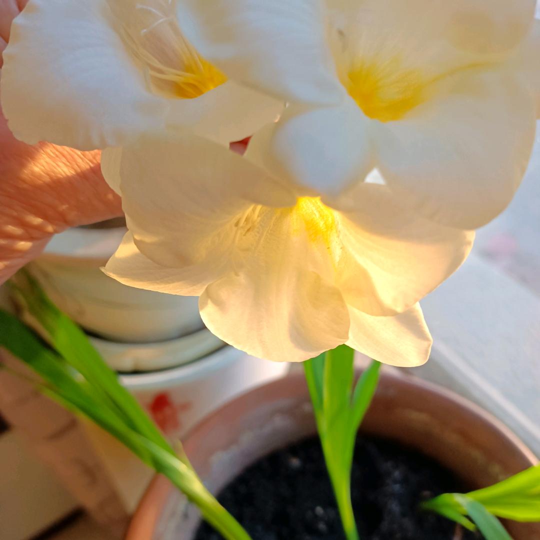 红茶