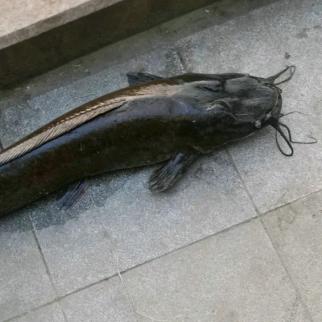 周通🐟