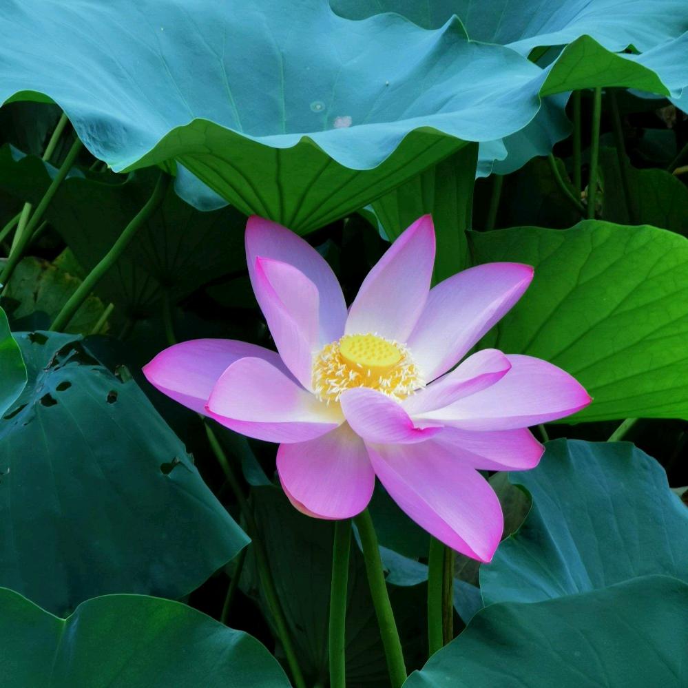 🌸源源爱源源🌸