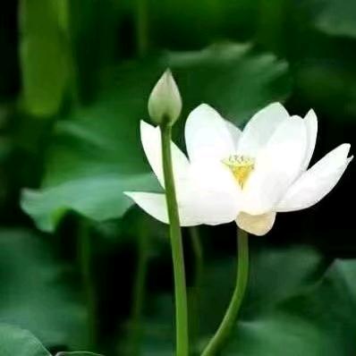 大小挖机装载机出租垃圾清运