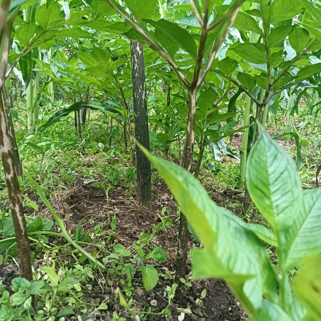 穆哥松下潼心带印