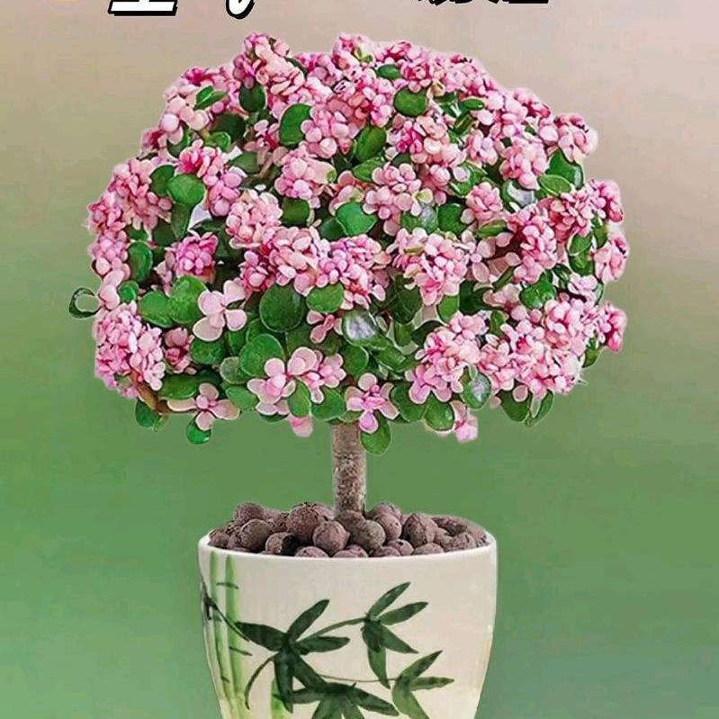 金枝玉叶