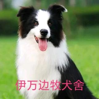 伊万边牧犬舍
