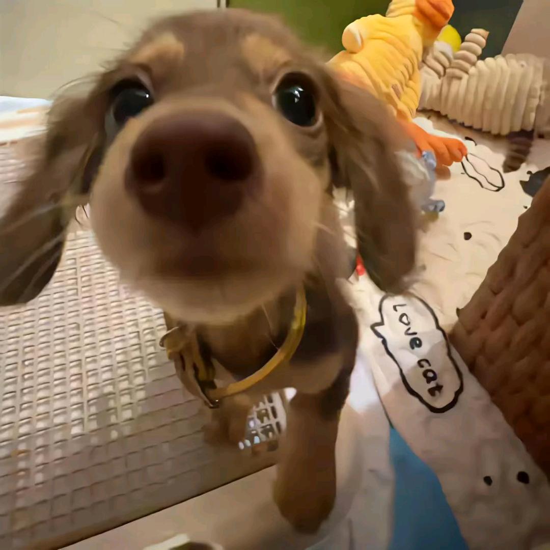 小🐑苏西'