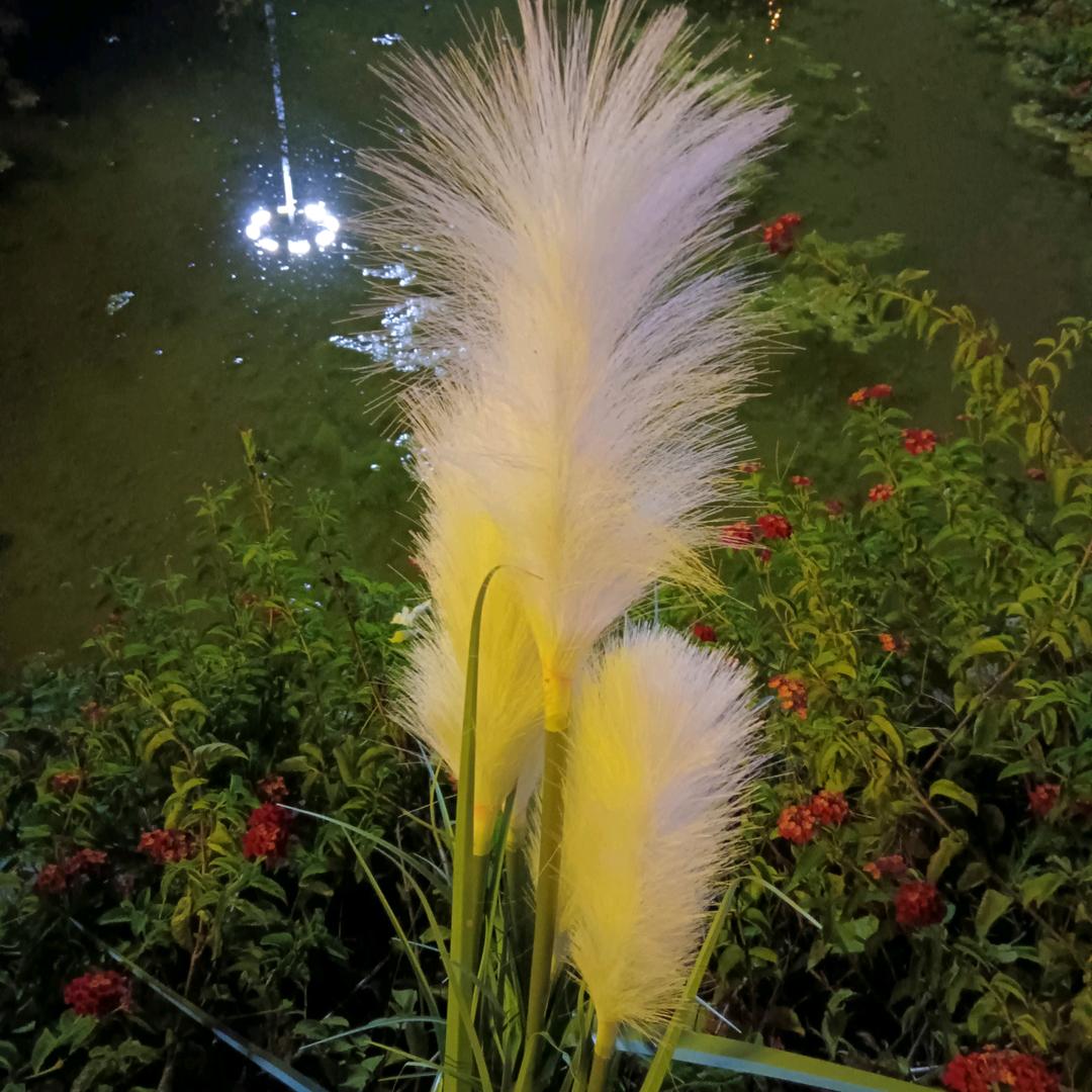 蒲苇