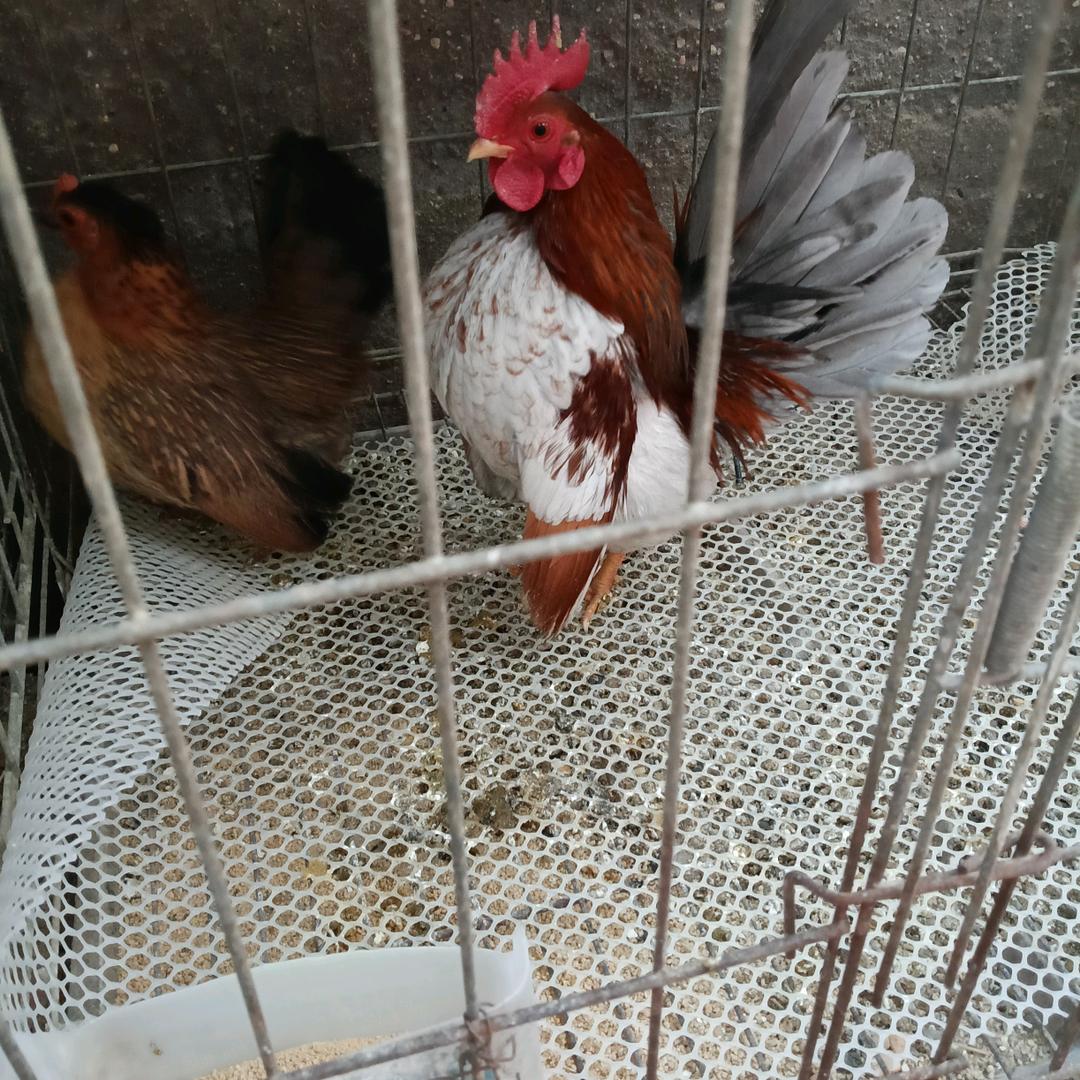 秀强