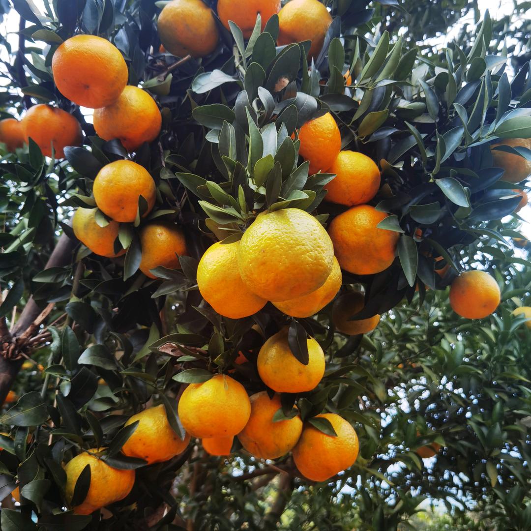 霖棱