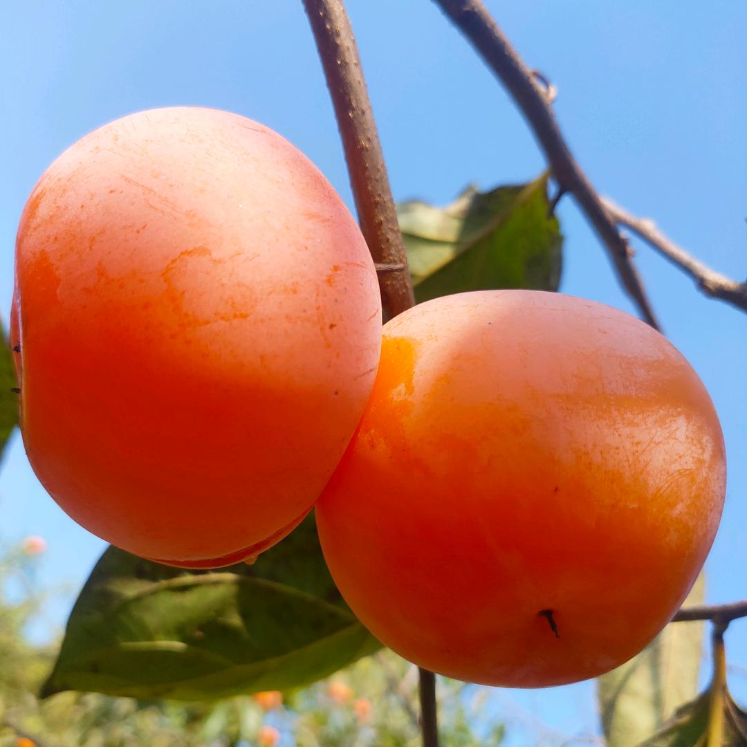 是大媛吖🌹🌹